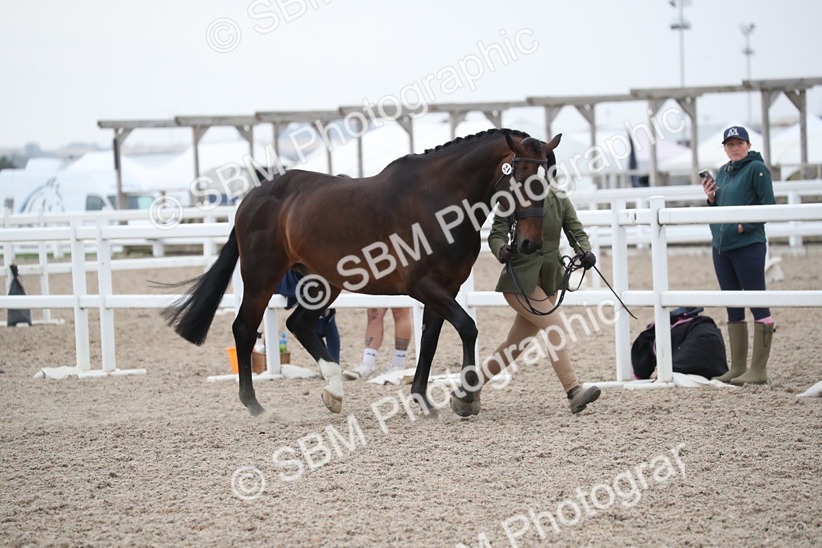 SBM_18315 - Class 318 IH Part bred Horse/Pony
