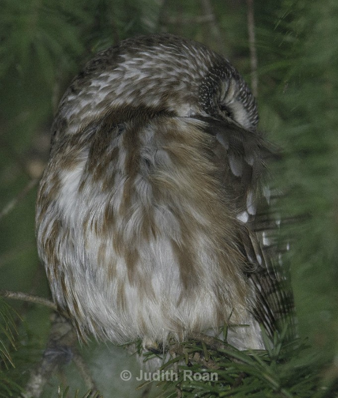 Northern Saw-Whet Owl - Reifel Refuge