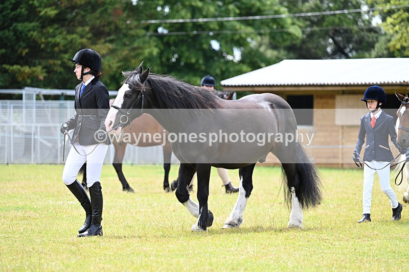 WJ7_6592 - Class 5 Handsome Gelding in hand
