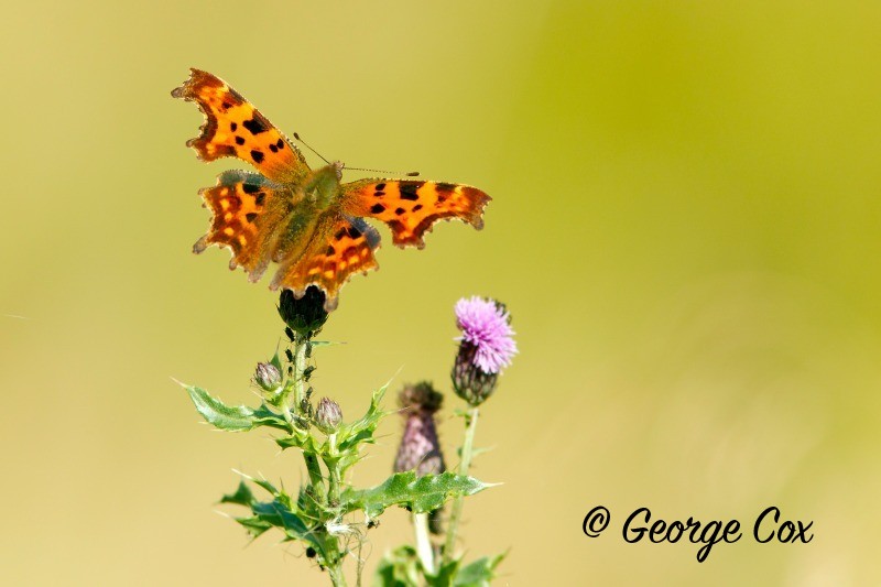 Comma