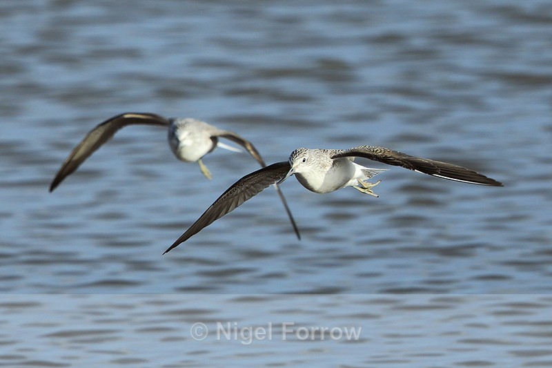Greenshanks in flight, Brownsea Island - Greenshank
