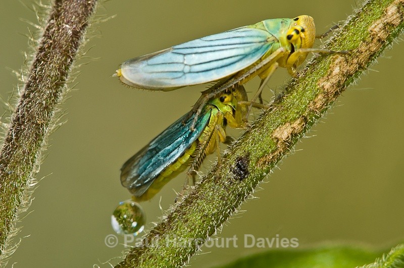  - Bugs: Macro insects