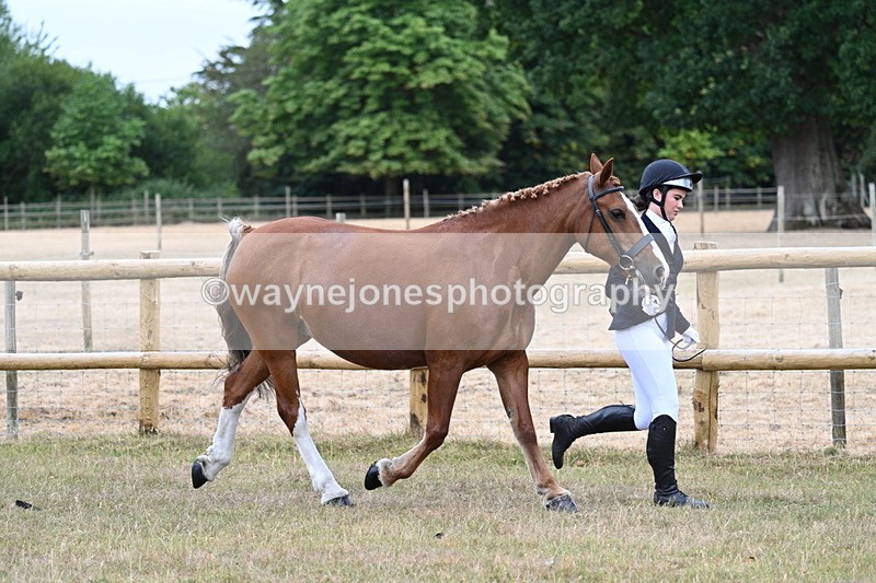 WJ7_8774 - Class 4a Prettiest Mare 14.2hh and over