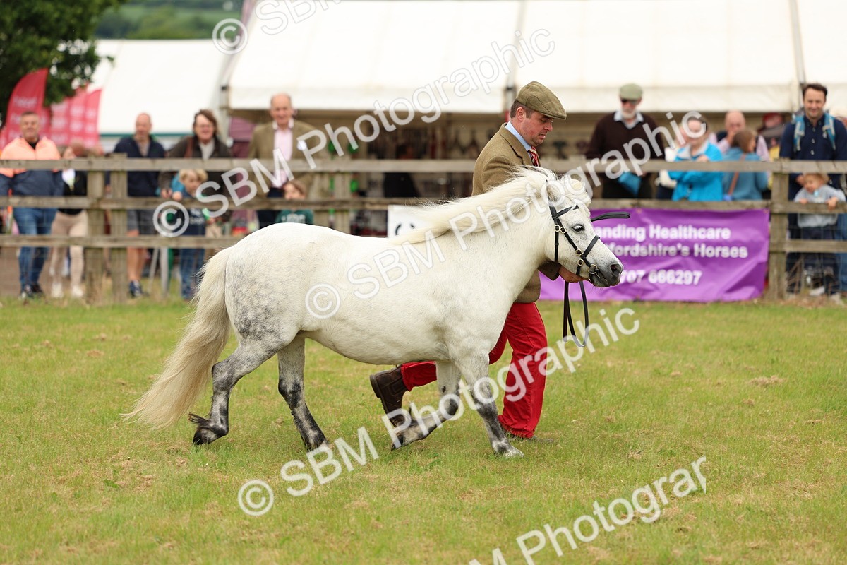 SBM_03539 - Class 58-67 - M&M Non Welsh Pony In hand