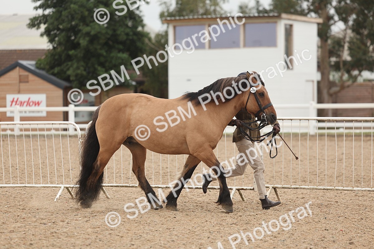 SBM_00485 - Class 13 Young Handler