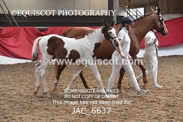 JAC_6637 - 15 Ziggy of Westoak