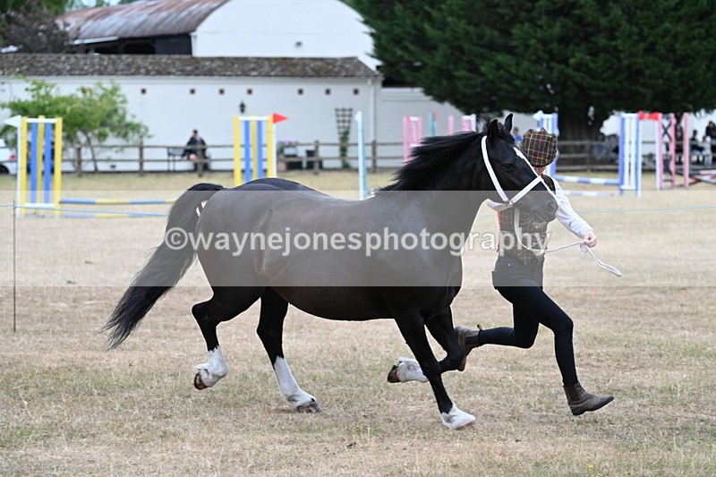 WJ7_8436 - Class 4 Prettiest Mare up to 14.2hh