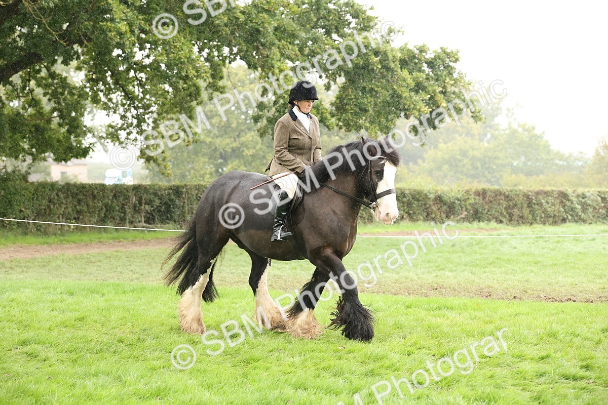 SBM_69792 - S69 - Show Cob Ridden