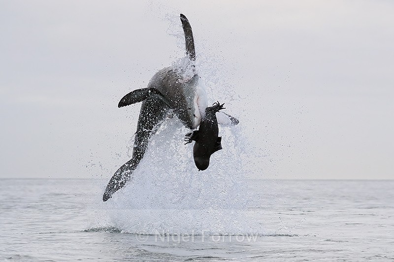 Great White Shark begins somersault during breach, Mossel Bay - Shark