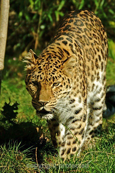 Amur leopard - Milena (Colchester Zoo) - Amur Leopards