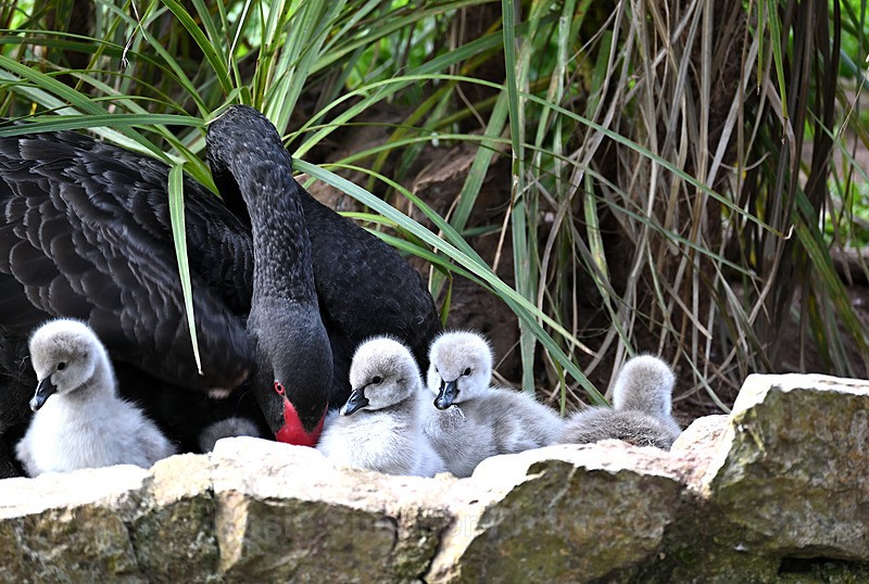 Black Swans Dawlish - Dawlish and Black Swans