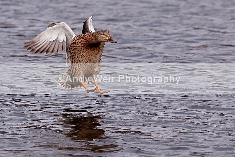 20120303-_MG_8960 - Mallard