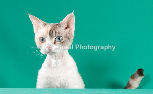  - Villamagic Devon Rexs