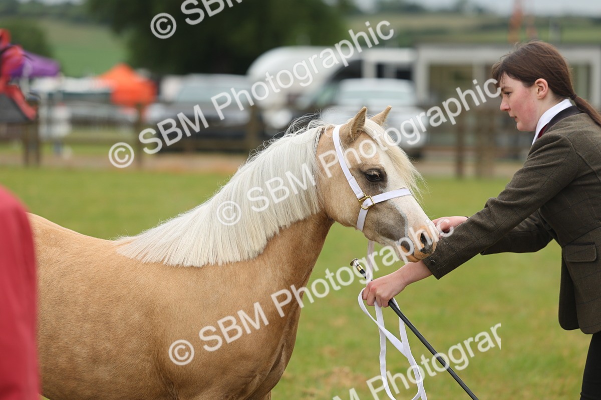 SBM_01392 - Class 50-57 - M&M Welsh Pony In Hand