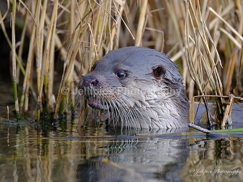  - Wildlife and Nature