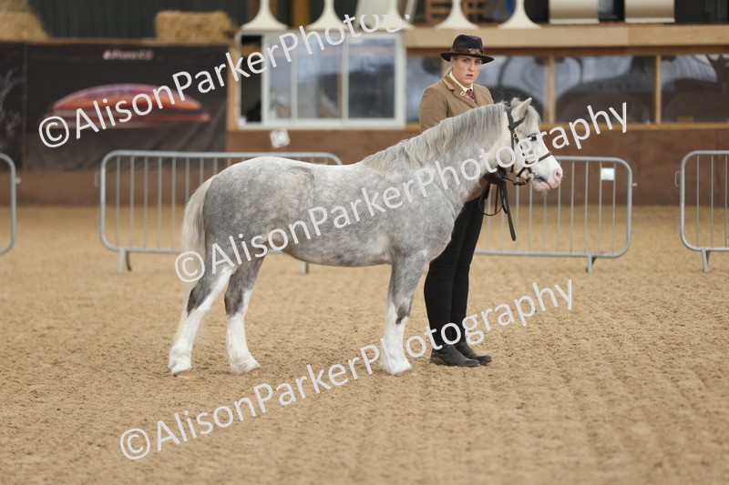 20251109-0645 - Class 22 - Geldings 4 Years and over