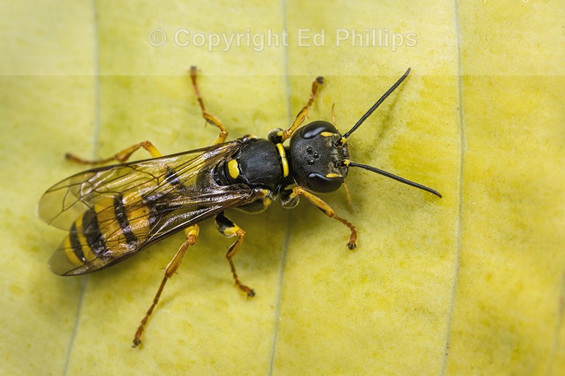 Mellinus arvensis (f)
