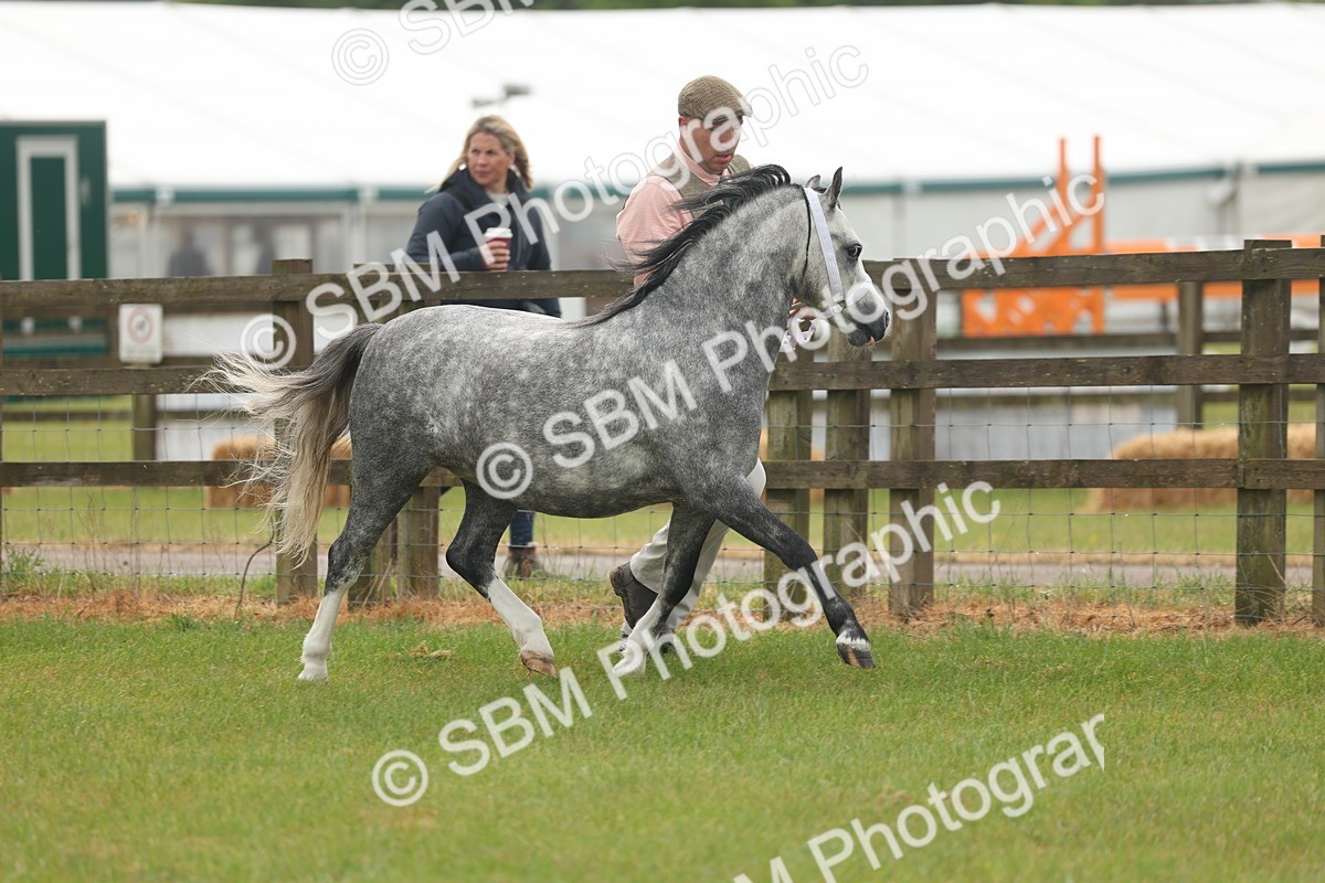 SBM_01331 - Class 50-57 - M&M Welsh Pony In Hand