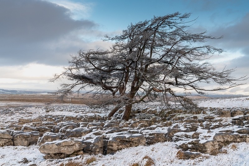 Juniper Tree Great Asby Scar - Cumbria