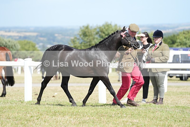 DSC07335 - Class 69: NPS Show Pony 4 years and over