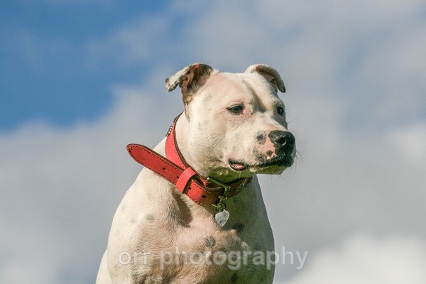 Bonny - Dogs