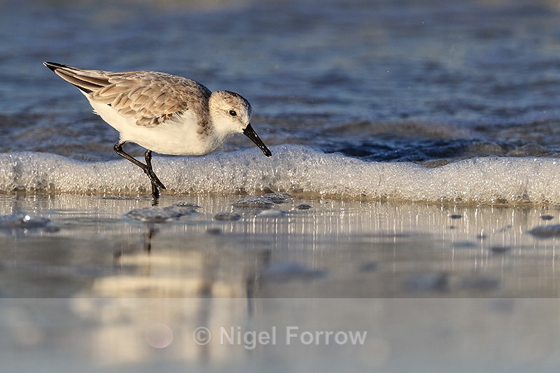 Sanderling foraging along shore, Fort De Soto, Florida - Sanderling