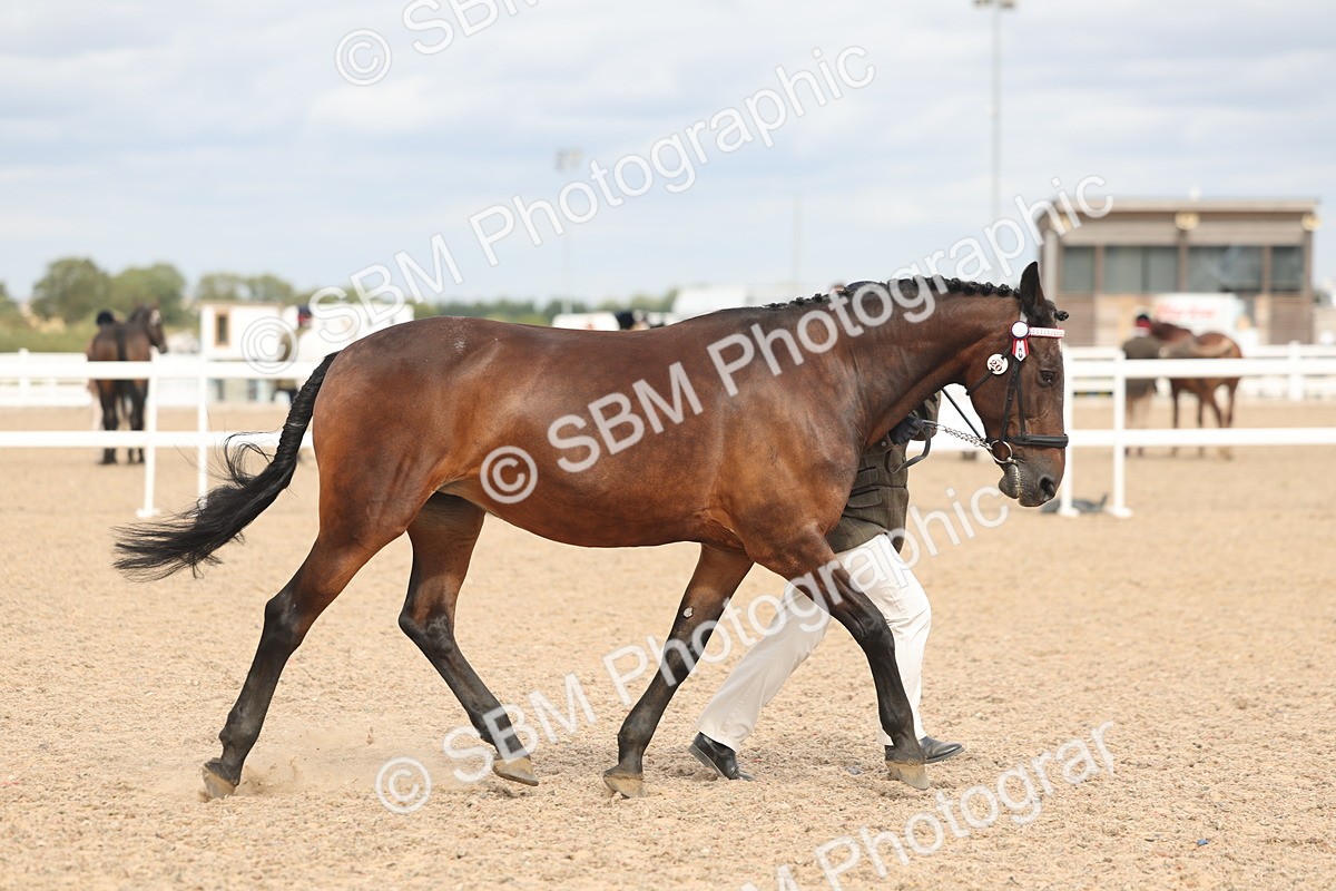 SBM_17003 - Class 312 - IH Competition Horse-Pony
