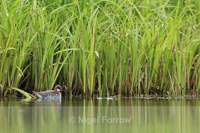 Red-necked Phalarope (female), Iceland - Red-necked Phalarope
