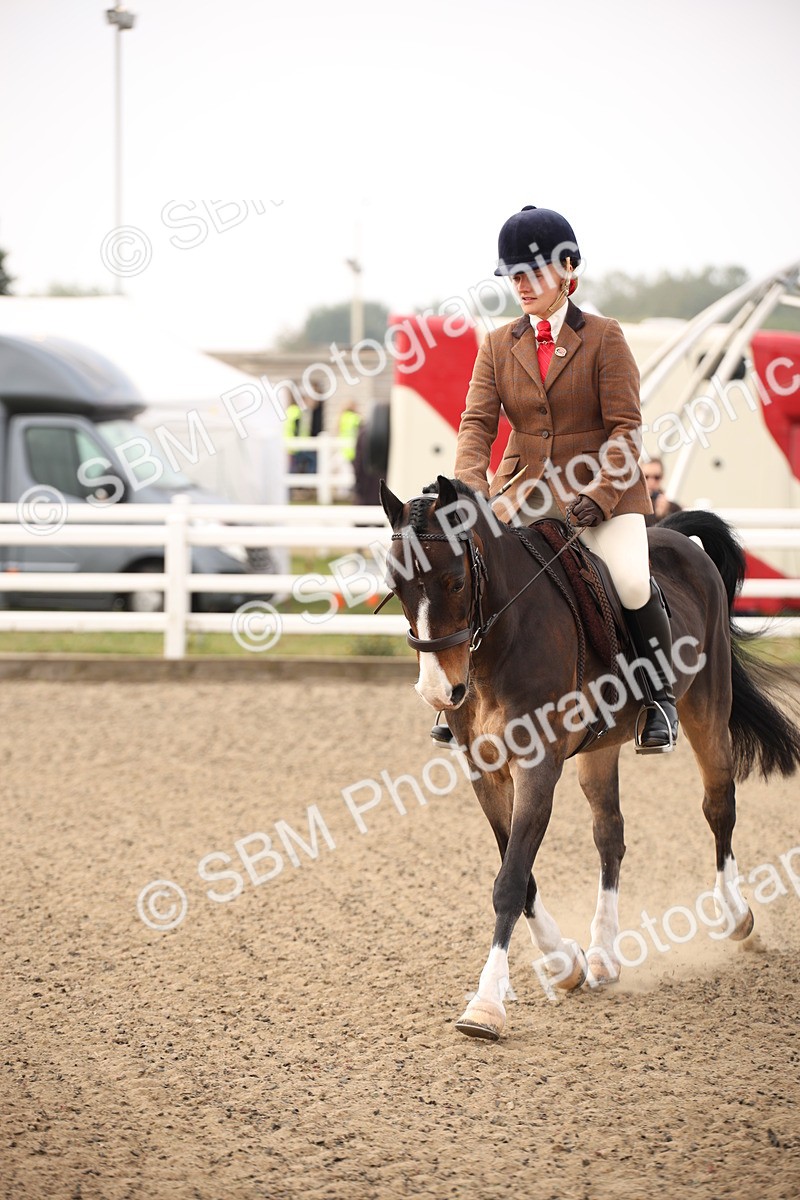 SBM_09796 - Class 401 Riding Club Pony