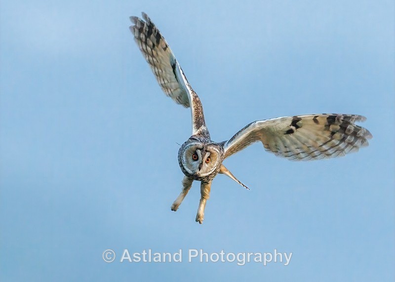 Long-eared owl - Latest Images