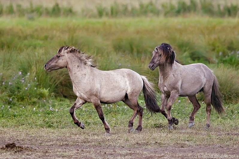 Konik Pony (Equus ferus f. caballus) - LRPS Panel