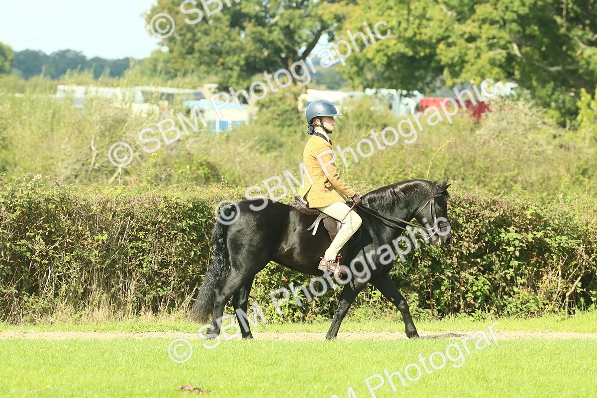 SBM_66395 - S34 - Rehabilitated Rescue Horse & Pony In Hand & Ridden