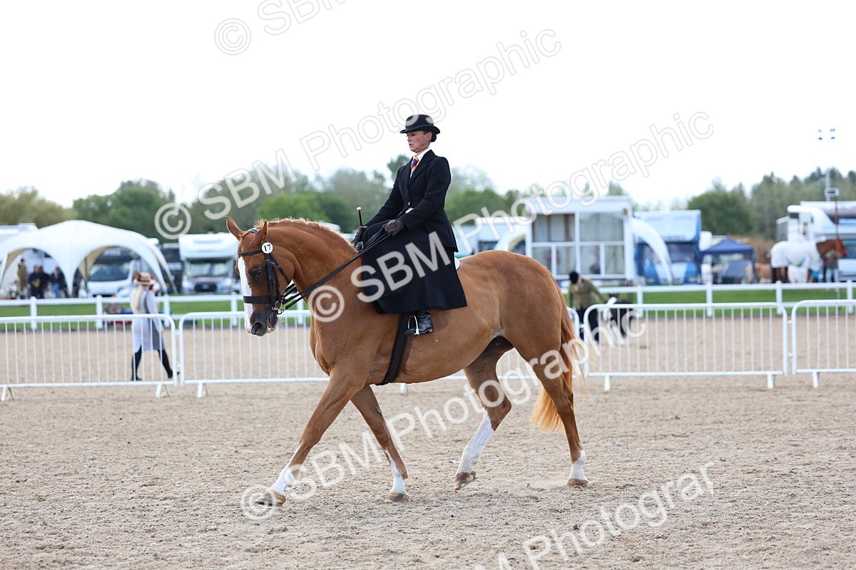 SBM_11219 - Class 306 - Ridden Foreign Breeds - Part Bred