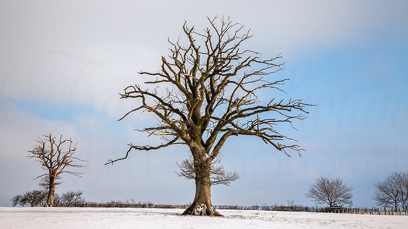 Winter 4 Snow Cow Trees_6855 - Earth Element