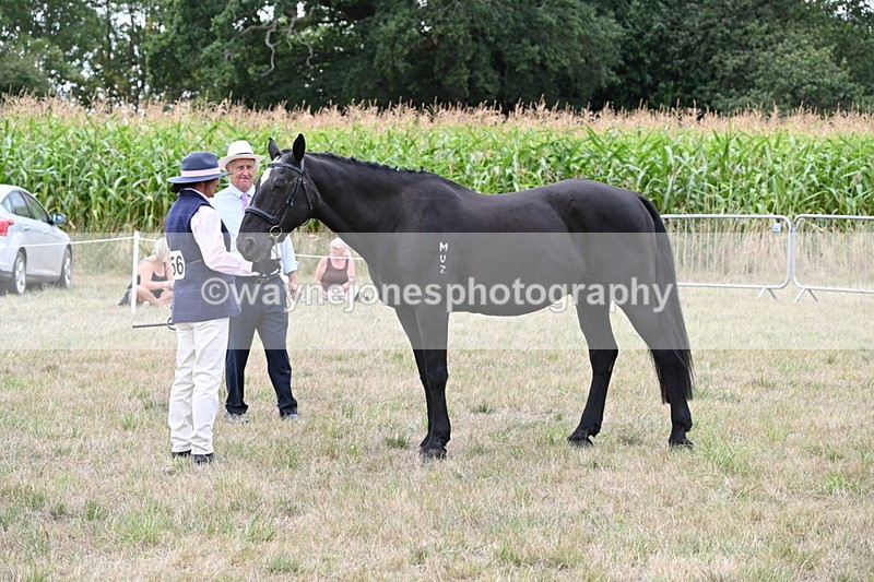 WJ6_6093 - Class 19 In-hand Veterans (Uploaded correct folder)