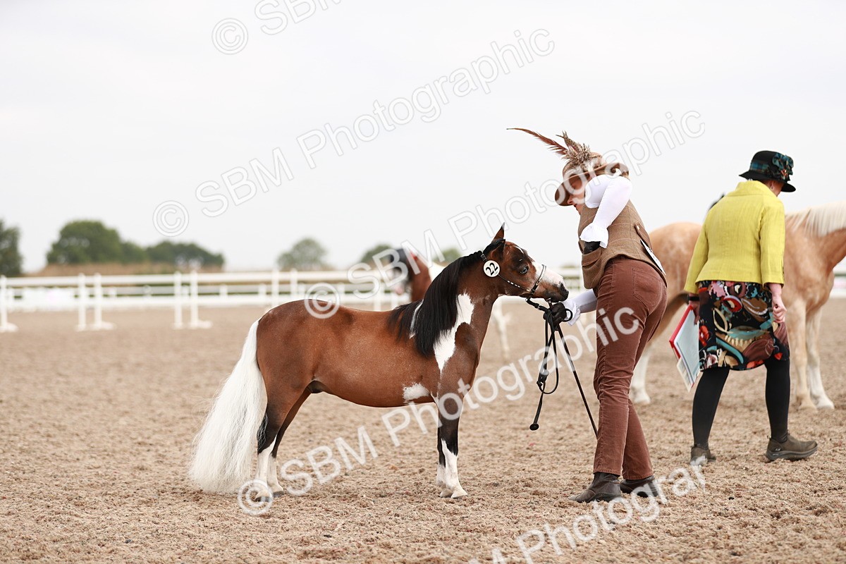 SBM_11843 - Class 206 IH Non Show Type Pony