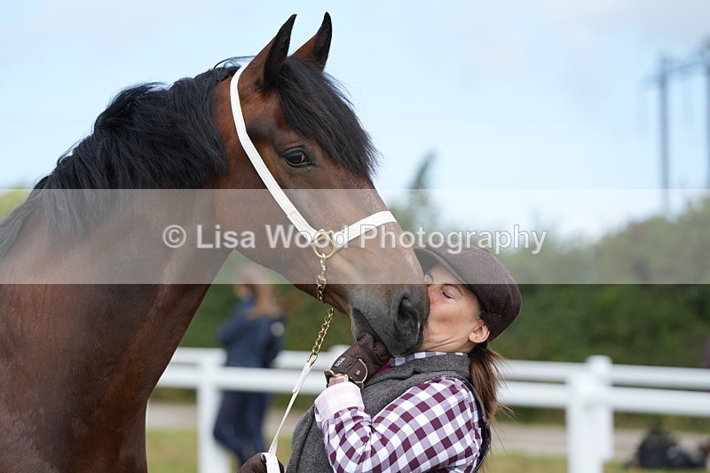 DSC05861 - Class 51: NPS M&M 4 years and over Large Breeds