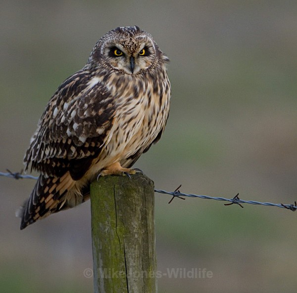 Short eared owl, Woralby Carr, Lincs - FAVOURITES WILDLIFE GALLERY. Selected images from the wildlife collections.