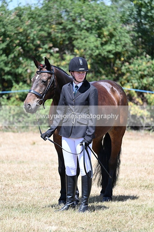 WJ7_2360 - Class 5a Most Handsome Gelding in hand (above 14.2hh)