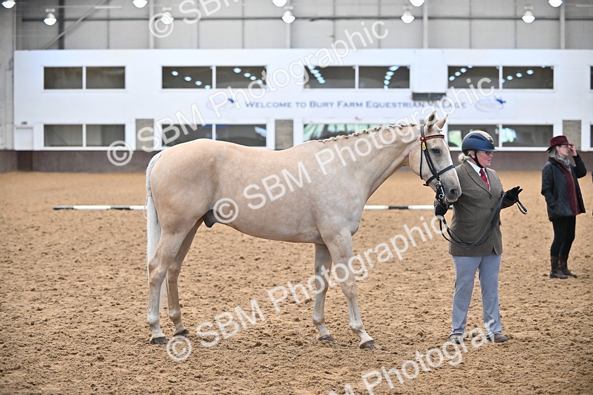 EB7_8419 - Class 3 - In Hand Foreign Breeds & Warmbloods
