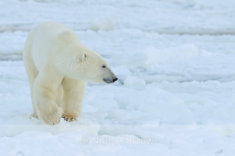 Polar Bear at Gordon Point, Churchill, Canada - Polar Bear
