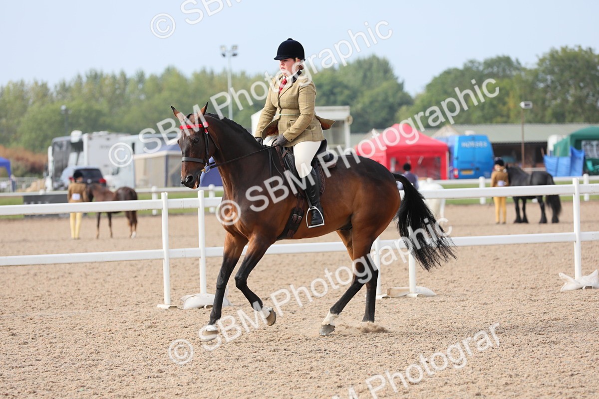 SBM_10705 - Class 303 Ridden Pure Bred Horse/Pony (excl M&M)