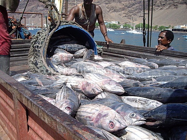 061107 Tuna Catch in Sal - ATLANTIC CROSSING 2006