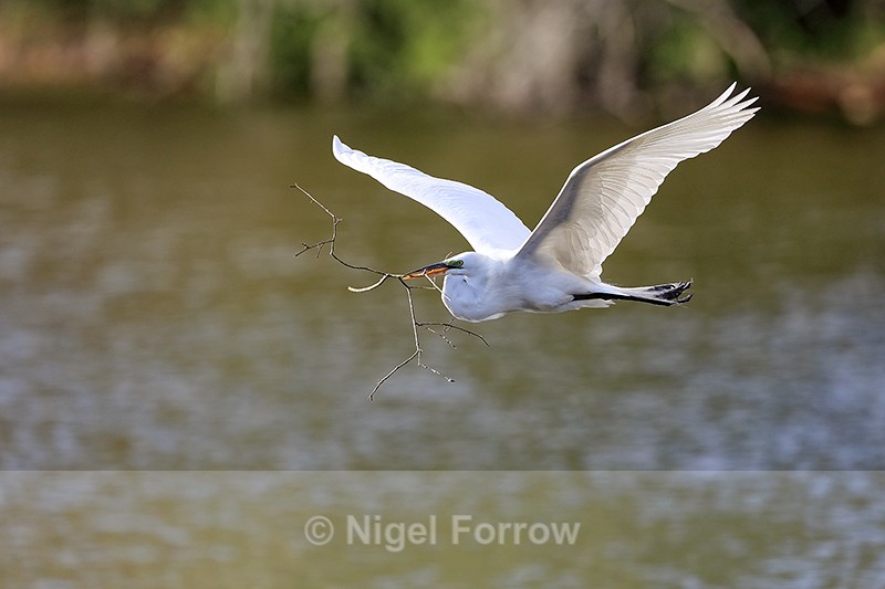 Great Egret flying, wings up - Venice Rookery, Florida - Great Egret