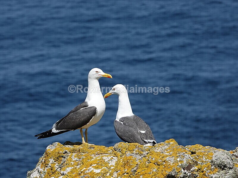 DSC00418 - Skomer 2019