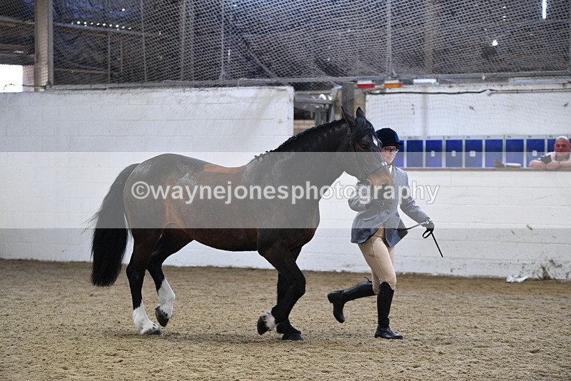 WJ5_4713 - Class 3 Part Bred In hand