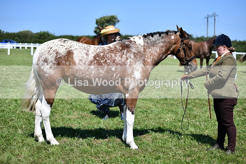 DSC_6778 - Class 57: Hunter/Riding Horse/Hack 1, 2 & 3 yr olds