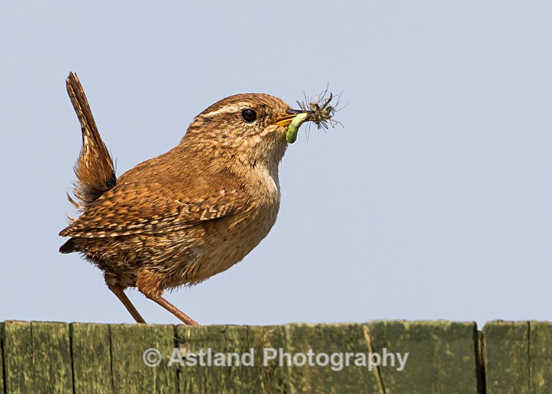 Astland Photography, Bird and Wildlife Images, Susan and Peter Wilson, U.K.