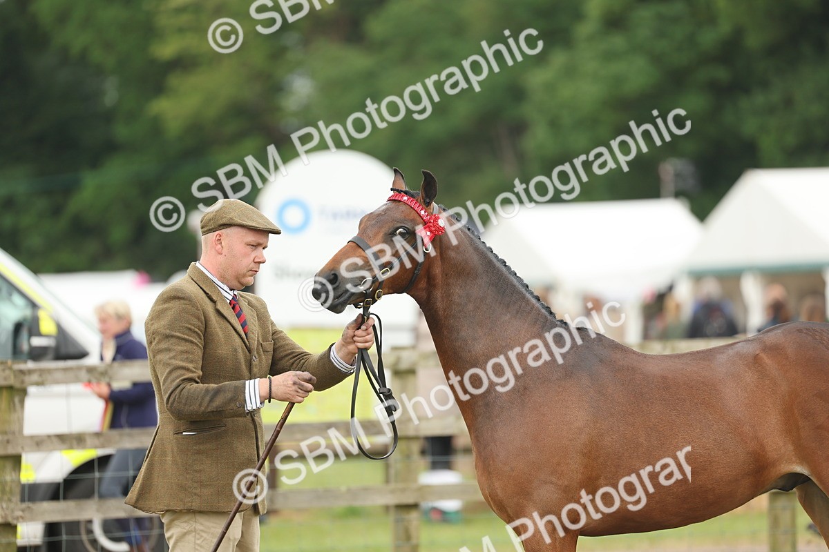 SBM_05429 - Class 68-73 - Riding Pony Breeding