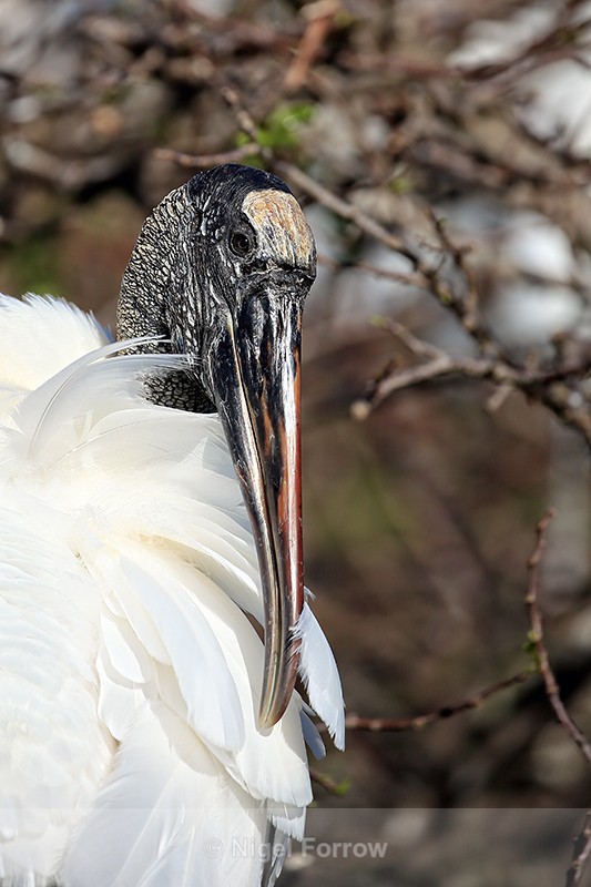 Wood Stork preening, Wakodahatchee Wetlands, Florida - Wood Stork